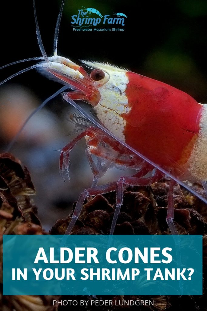 Why would you want to use alder cones in your shrimp tank? Find out the ins & outs of using these small seed pods in your aquarium.