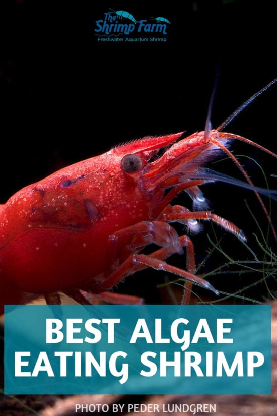 Algae eating shrimp | 3 algae eating champions! - The Shrimp Farm