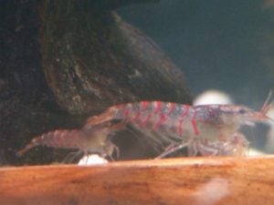 red tiger shrimp