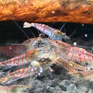 red tiger shrimp