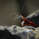 Cardinal shrimp Care (Caridina dennerli) | Sulawesi's Crown Jewel