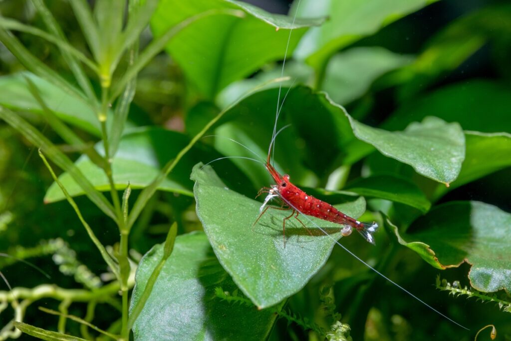 Cardinal shrimp on a leaf in the aquarium