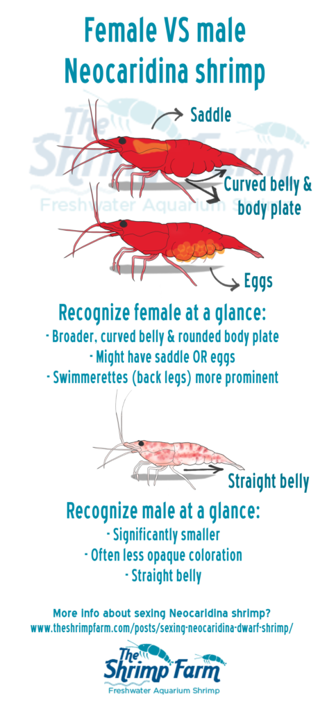 Neocaridina Shrimp Color Chart