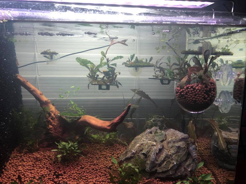 Aquarium with Bucephalandra plants.
