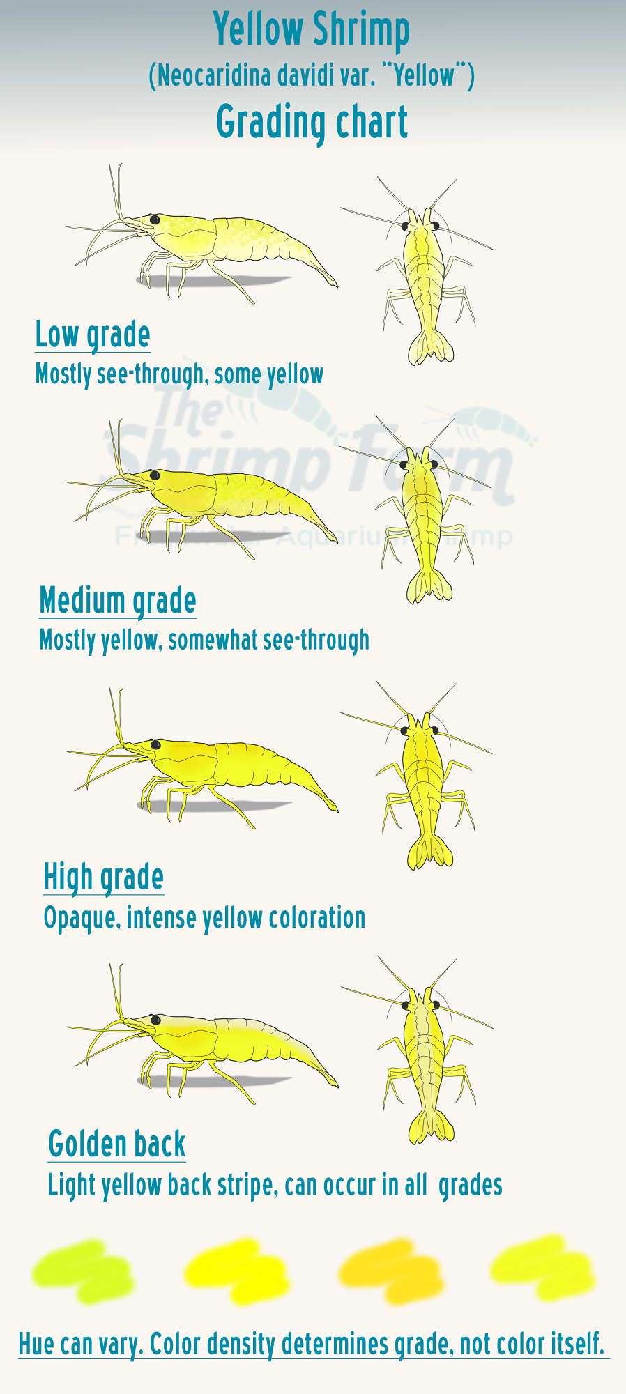 Shrimp Color Chart