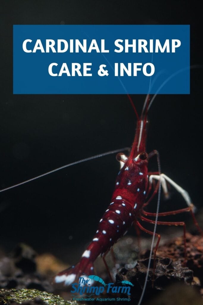 Cardinal shrimp (Caridina dennerli) | Care & info