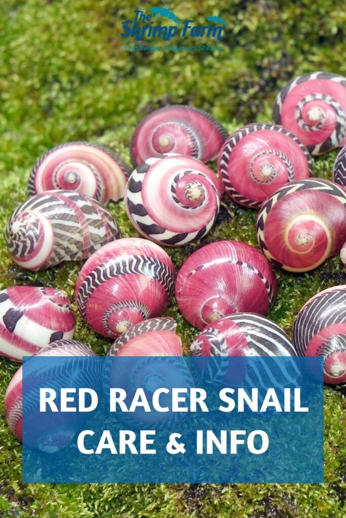 Red racer Nerite snail care & info
