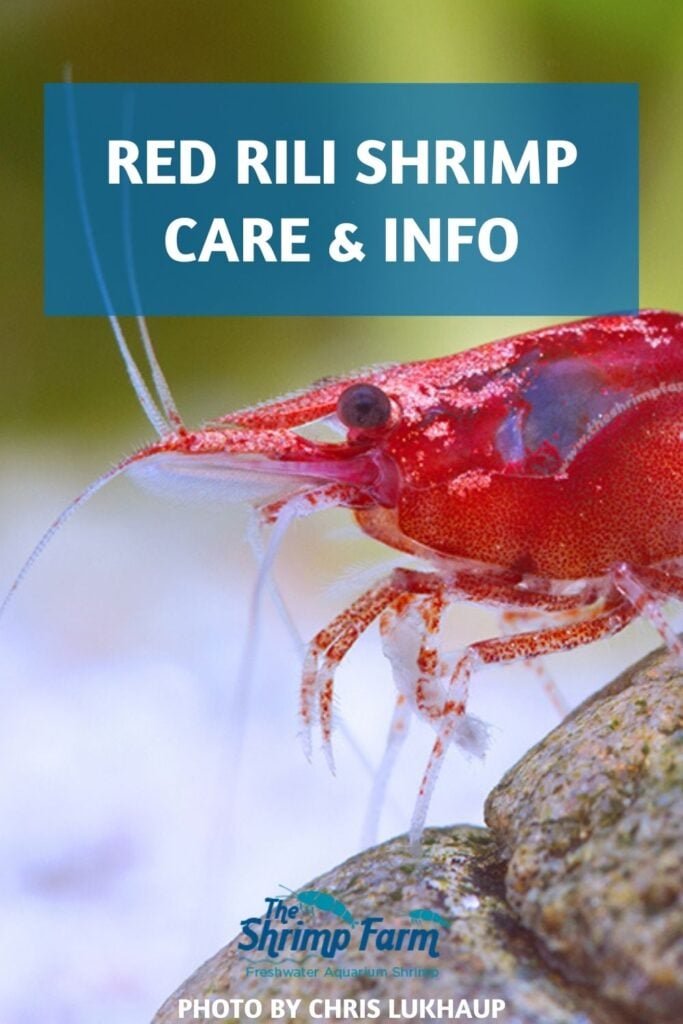 Red rili shrimp (Neocaridina davidi var. 'Rili') | Care & info