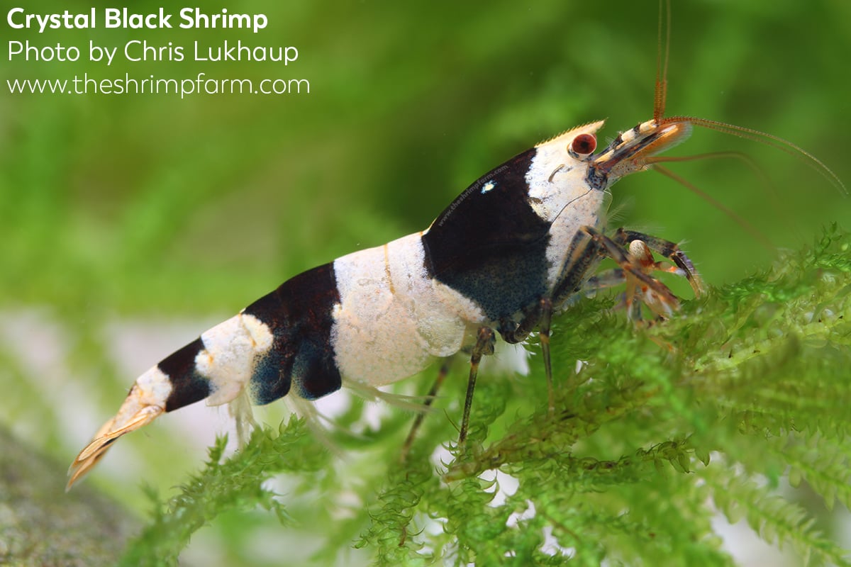 Crystal black shrimp (Caridina cf. cantonensis) | Care & info - The Shrimp  Farm