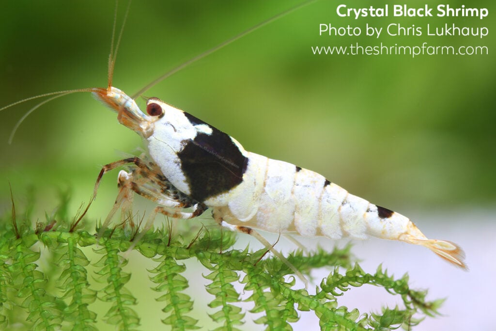 Crystal black shrimp (Caridina cf. cantonensis) | Care & info