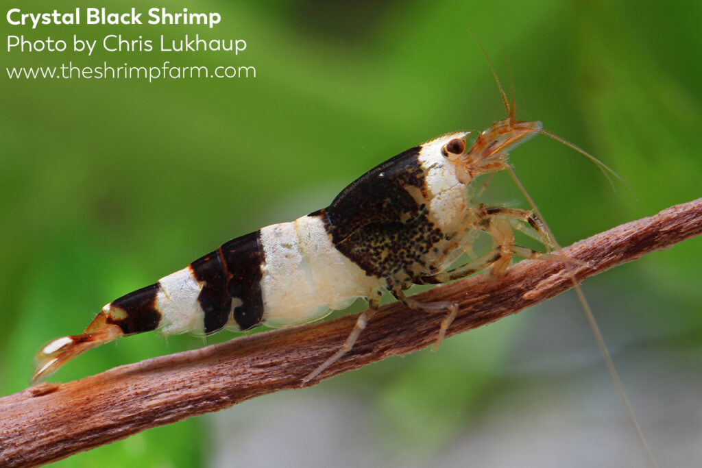 Crystal black shrimp (Caridina cf. cantonensis) | Care & info