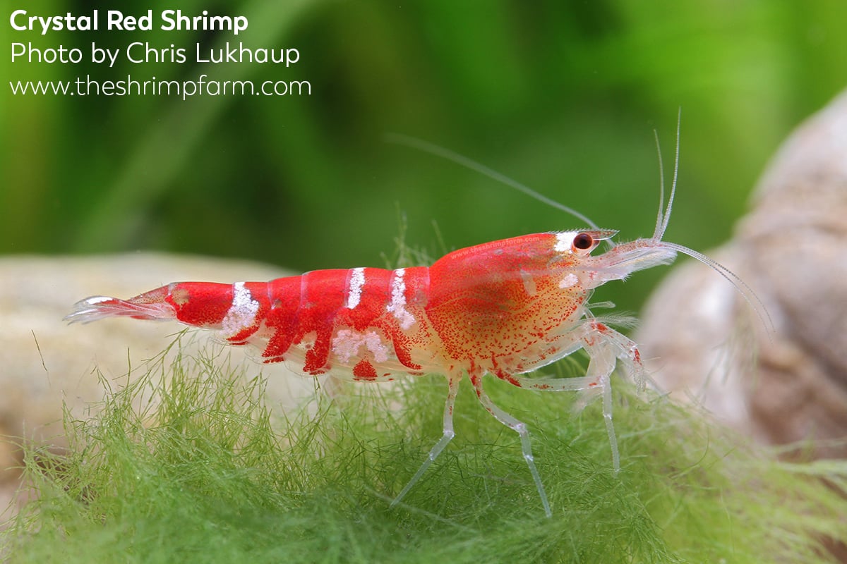 En smule eksplodere at lege Crystal Red shrimp (Caridina cf. cantonensis) | Care & info - The Shrimp  Farm