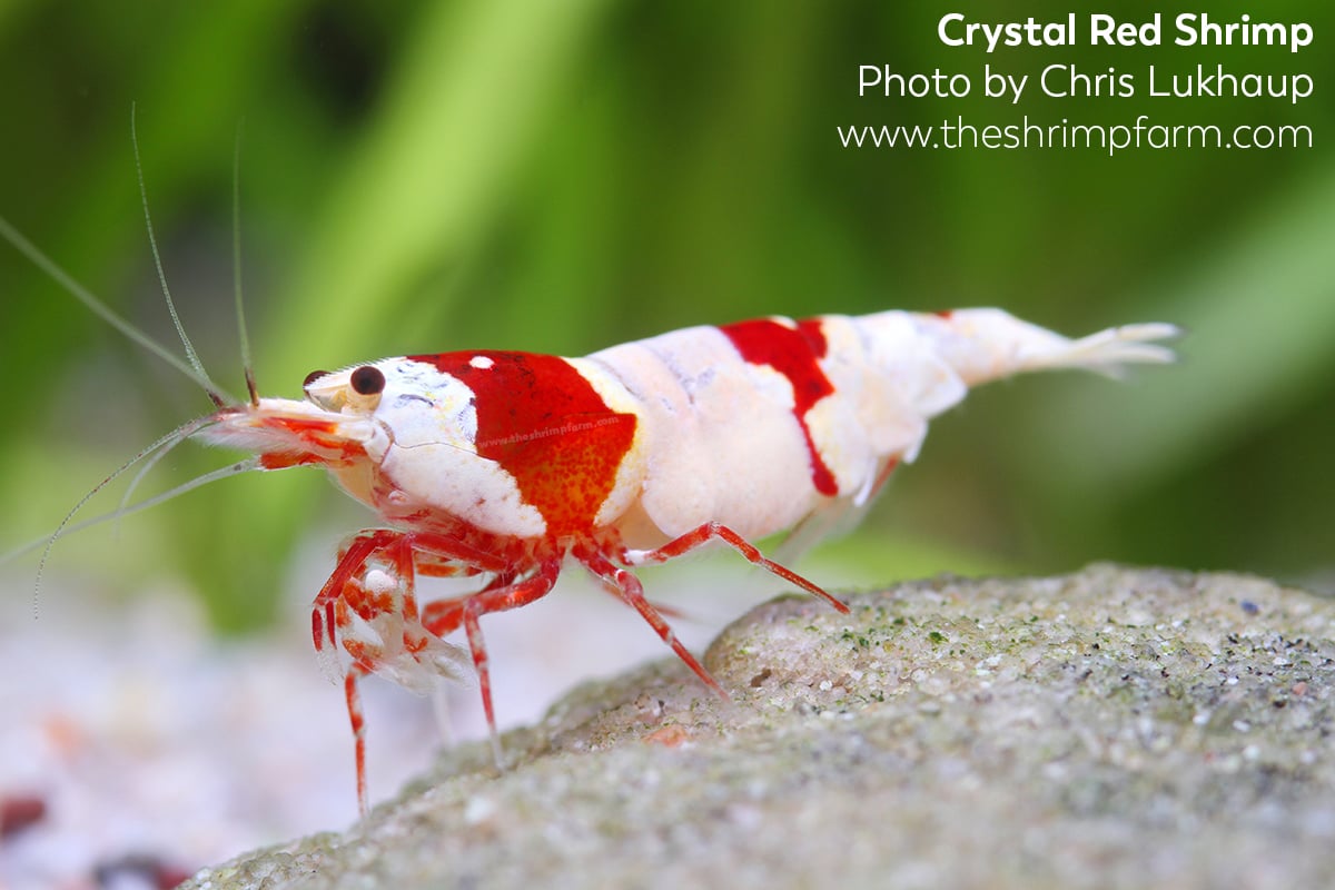 En smule eksplodere at lege Crystal Red shrimp (Caridina cf. cantonensis) | Care & info - The Shrimp  Farm