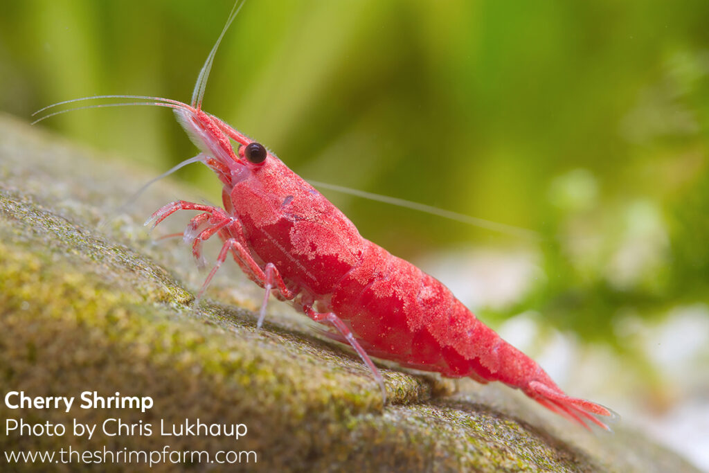 Red Cherry shrimp (Neocaridina davidi) | Care & info
