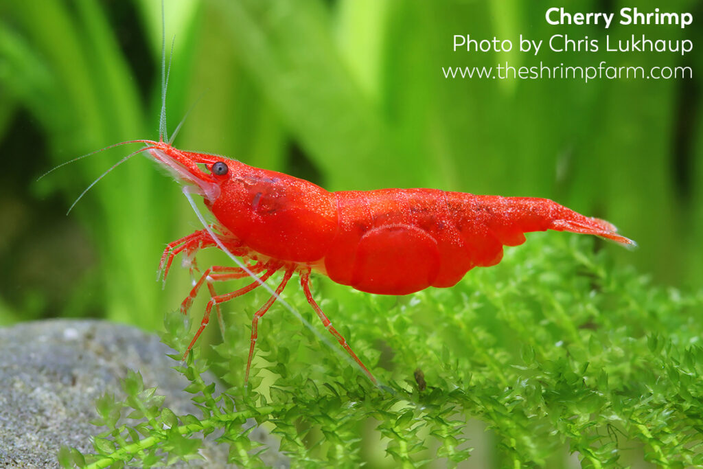 Red Cherry shrimp (Neocaridina davidi) | Care & info