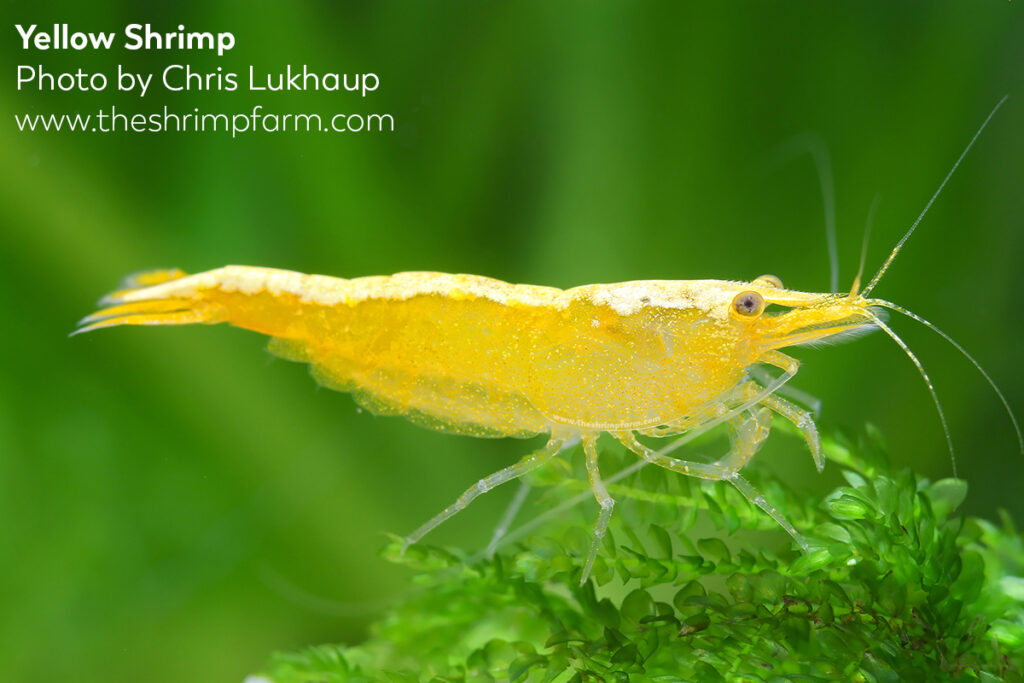 Shrimp caresheet: Yellow shrimp | Neocaridina davidi var. Yellow
