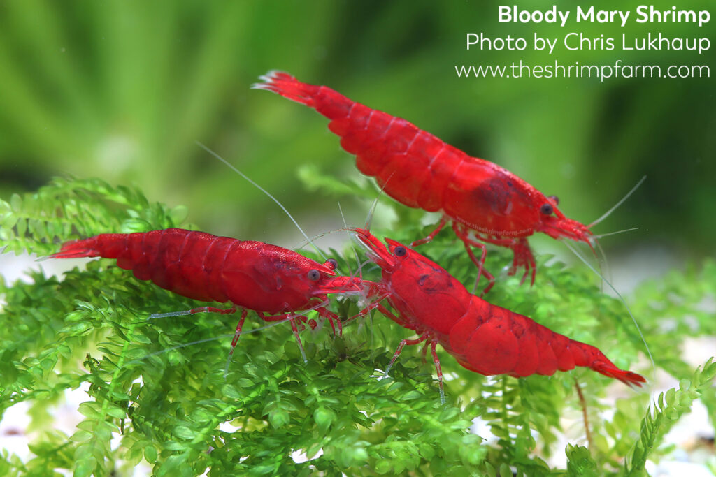 Bloody Mary shrimp (Neocaridina davidi 'Bloody Mary') | Care & info