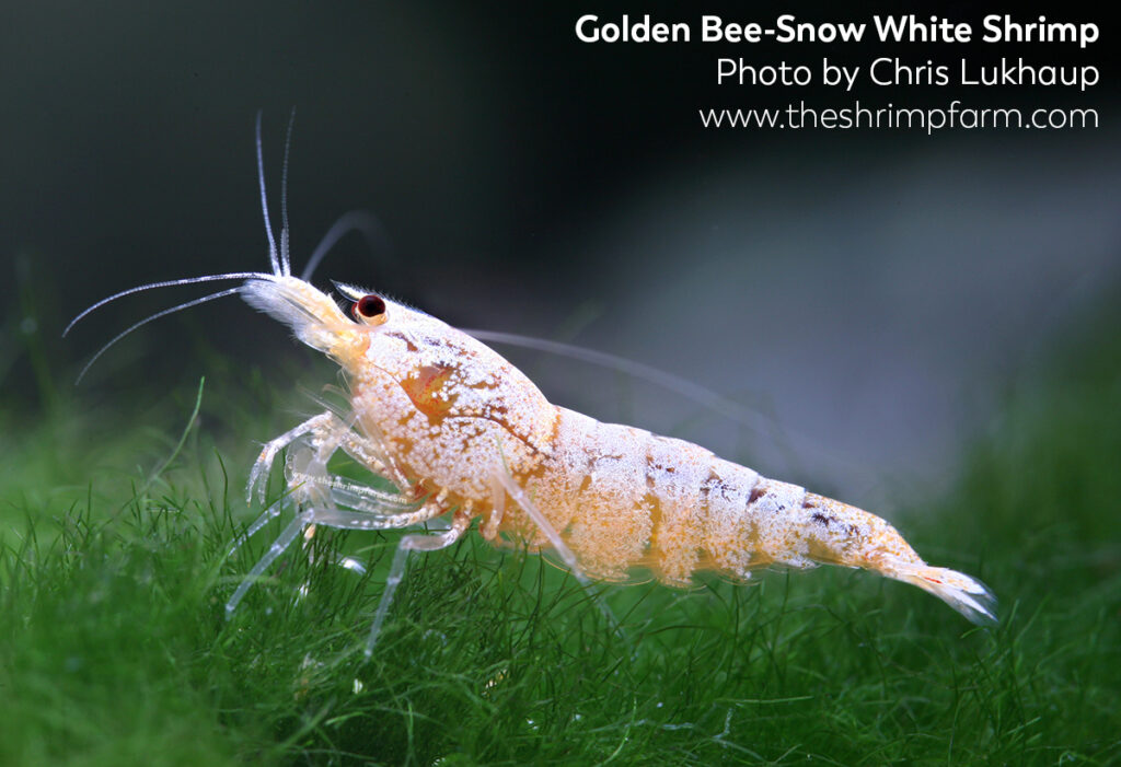 Golden bee shrimp, Caridina cf. cantonensis