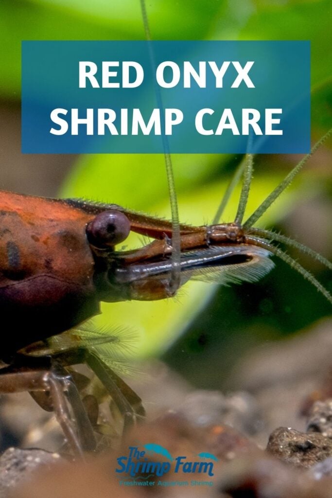 Red Onyx shrimp care & info | Neocaridina 'Red Onyx'