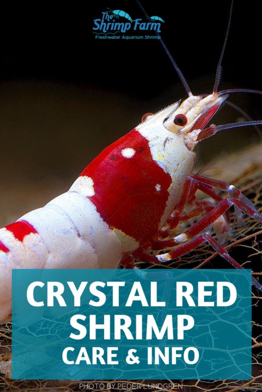 Aquatic Arts 5 Live Crystal Red Shrimp | Aquarium/Nano Fish Tank Algae Cleaner Freshwater Caridina CRS/Cousin of Bee Shrimp CBS + CRS 