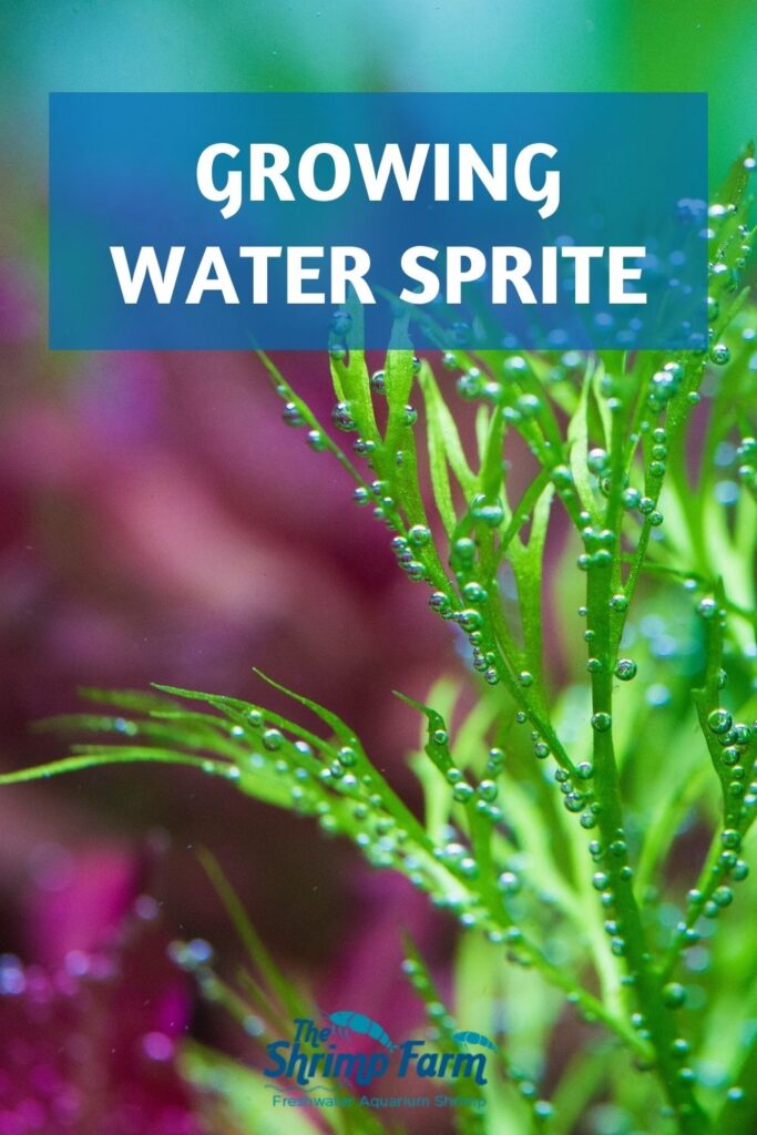 Ceratopteris thalictroides | How to grow water sprite