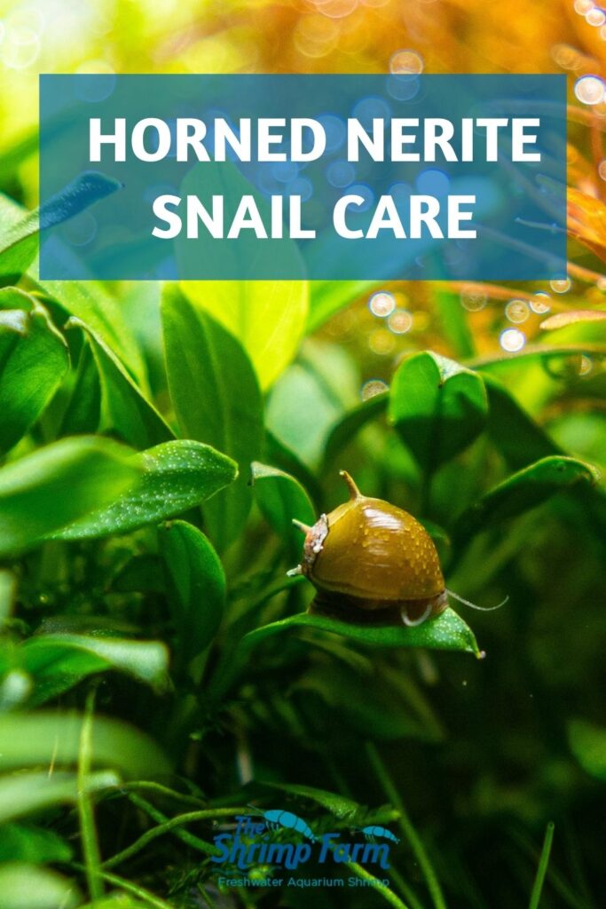 Horned nerite snail | Clithon corona & diadema care

