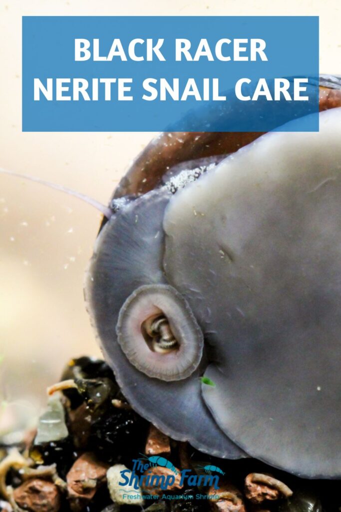 Black racer nerite snail | Neritina pulligera
