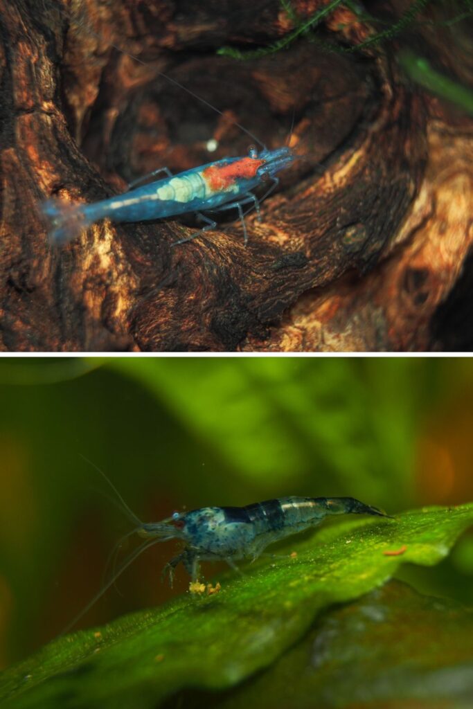 Two types of blue rili dwarf shrimp (Neocaridina davidi)