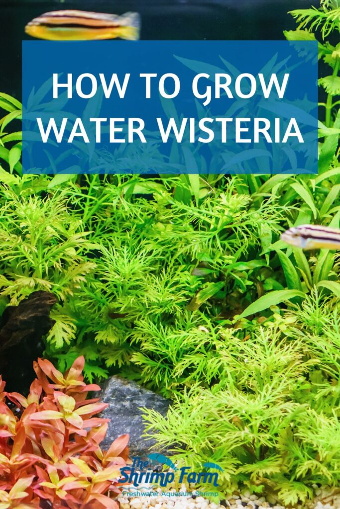 Hygrophila difformis | Growing water wisteria