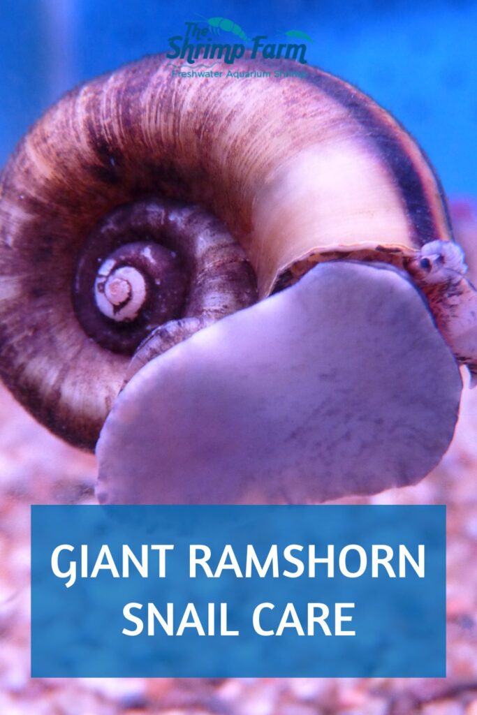 Giant ramshorn snail | Marisa cornuarietis care & info