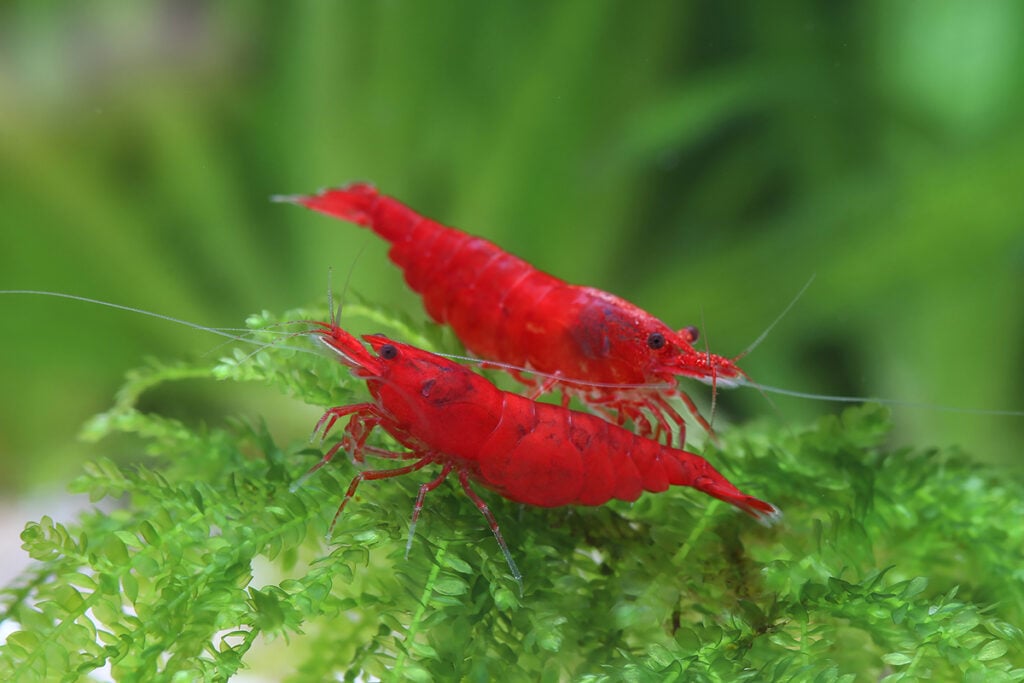 Neocaridina davidi "Bloody Mary" shrimp
