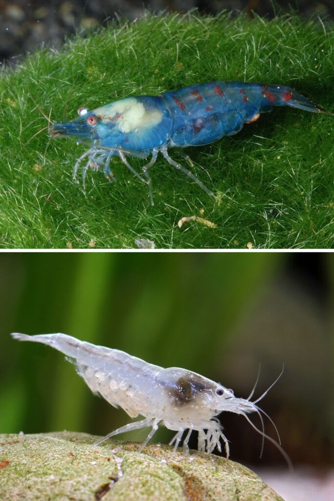Comparison image between the blue pearl dwarf shrimp (top) and snowball dwarf shrimp (bottom)
