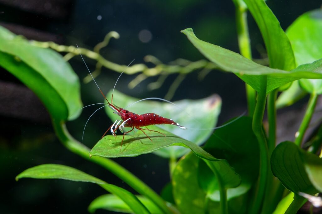 White spot sulawesi shrimp or cardinal shrimp with long antenna