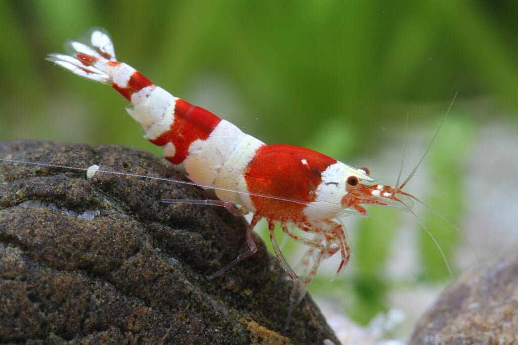 Caridina cantonensis "Crystal Red" shrimp