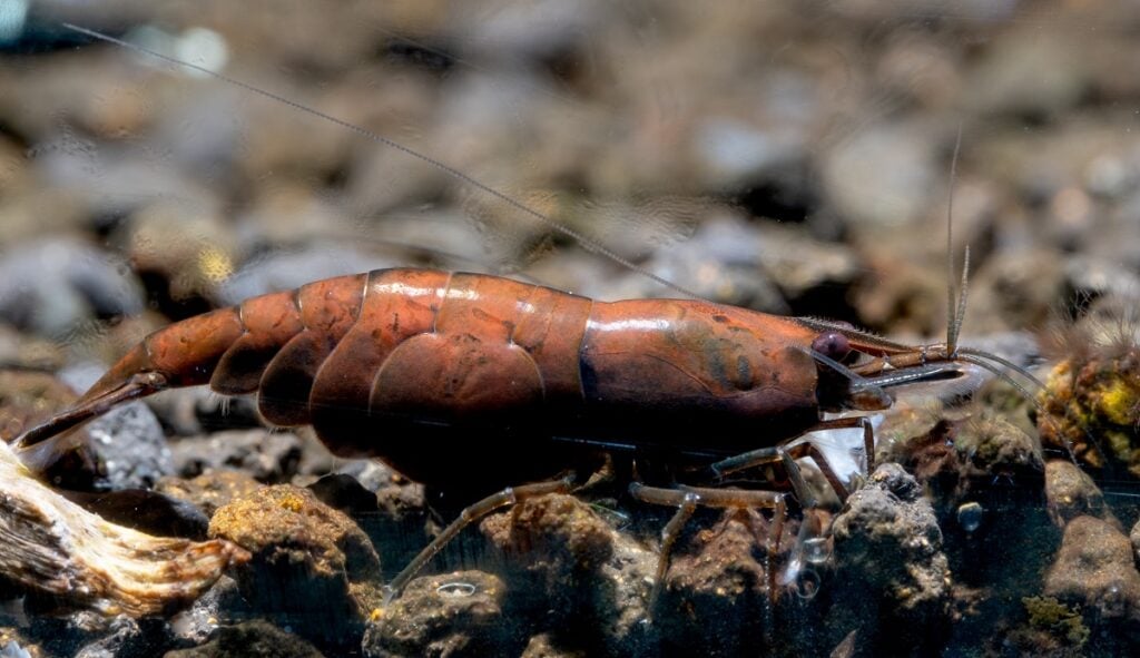 Close up red onyx dwarf shrimp or NEOCARIDINA DAVIDI shrimp look for food in aquatic soil in freshwater aquarium tank.