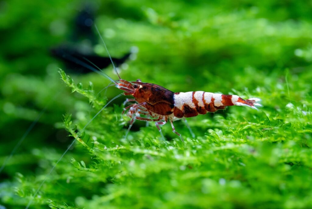 Caridina cantonensis "Red Pinto" shrimp
