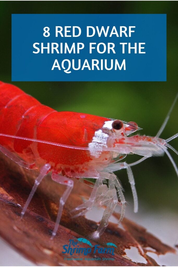 8 red dwarf shrimp for the aquarium