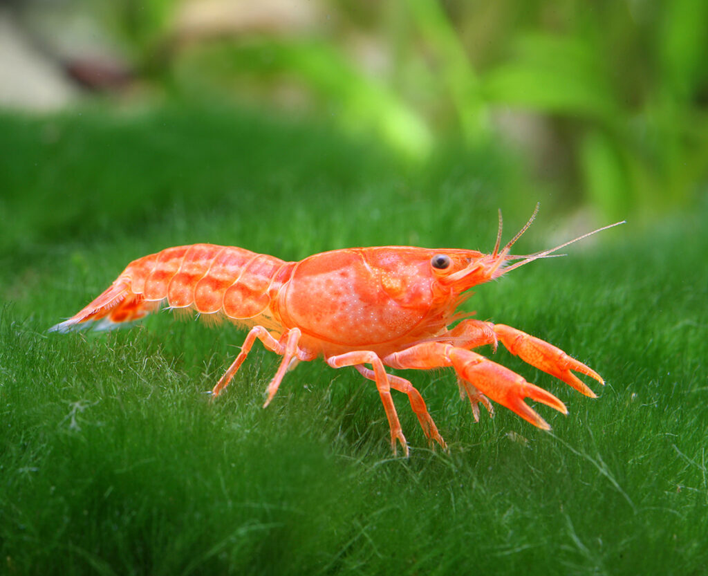 Mexican dwarf crayfish in the aquarium.