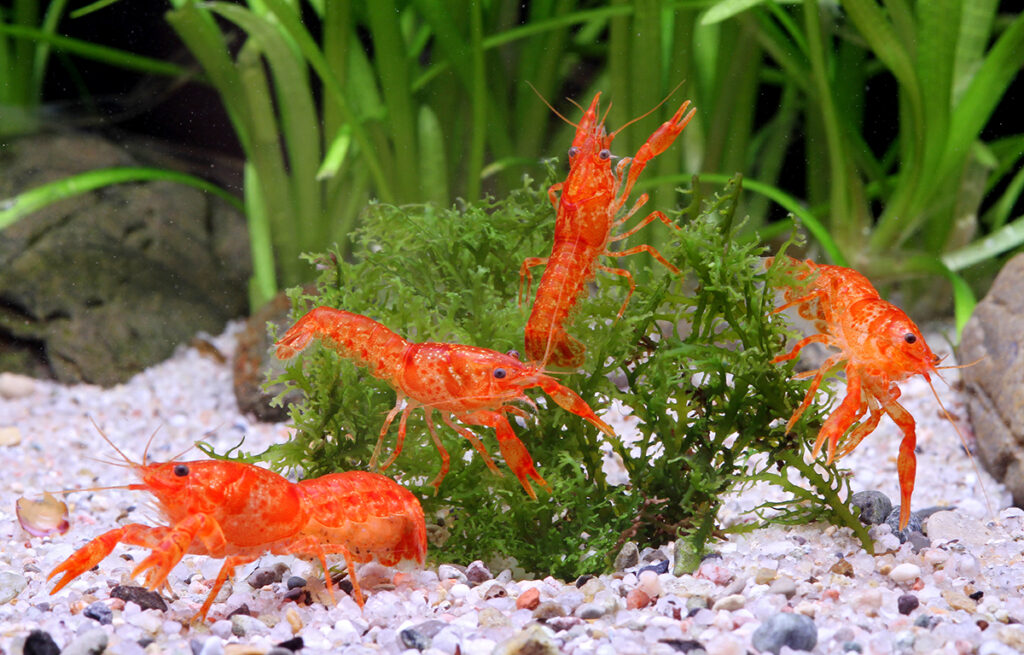 Group of 4 CPO crayfish in the aquarium.