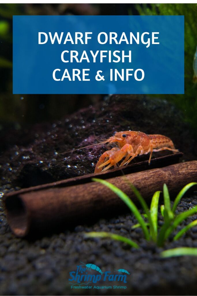 Dwarf orange crayfish or Mexican dwarf crayfish in the aquarium