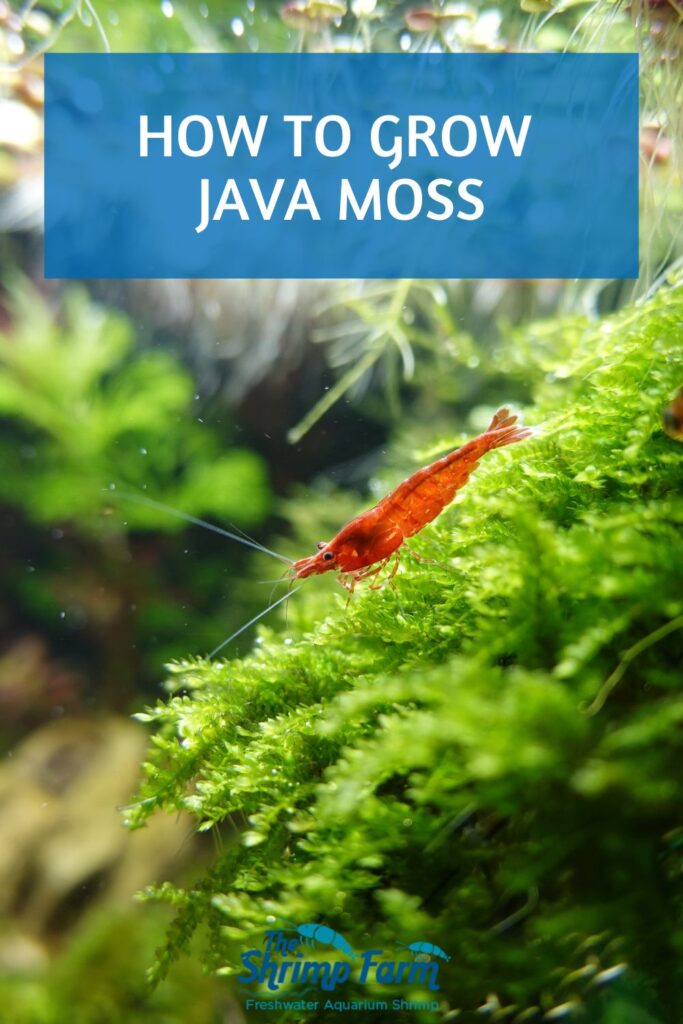 Java moss (Taxiphyllum barbieri)