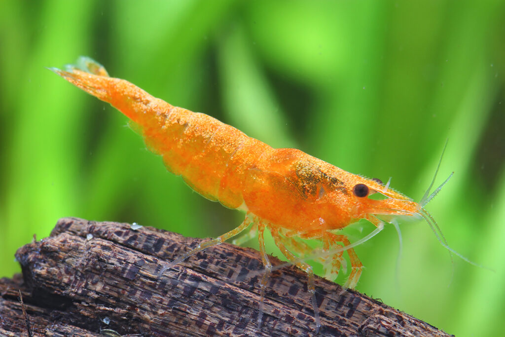 Orange sakura Neocaridina shrimp