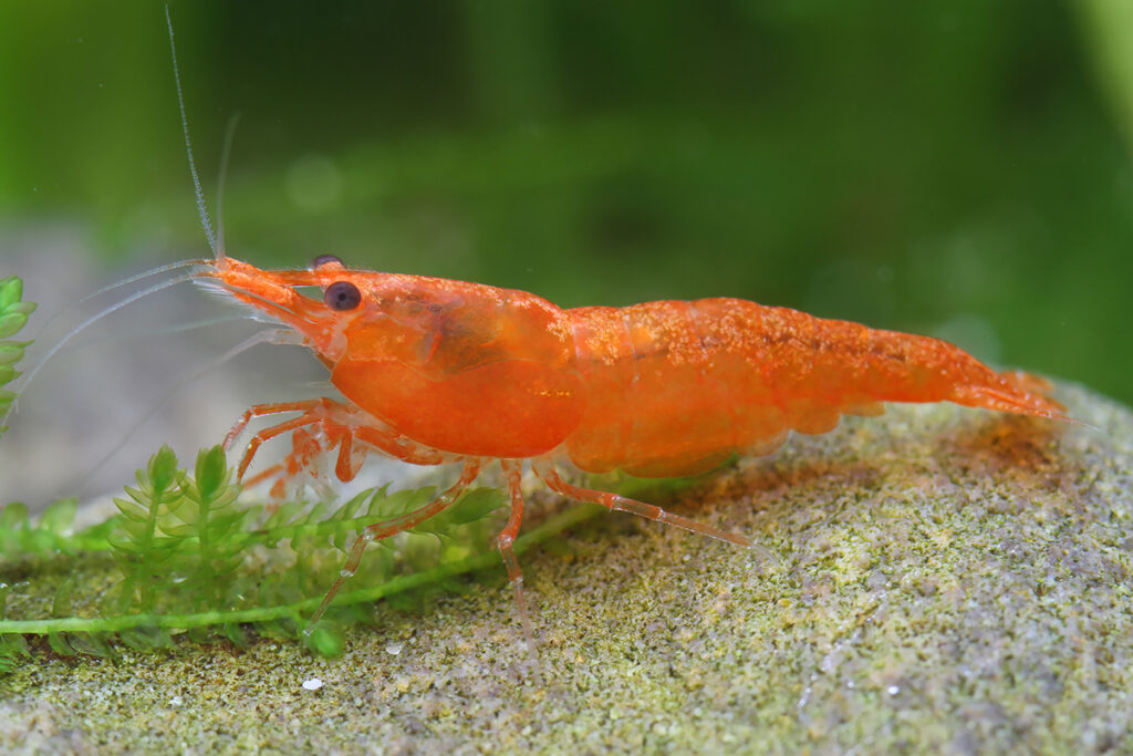 Orange sakura Neocaridina