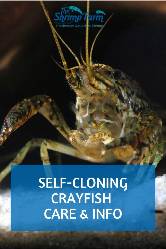 Self-cloning crayfish (Procambarus fallax f. virginalis)