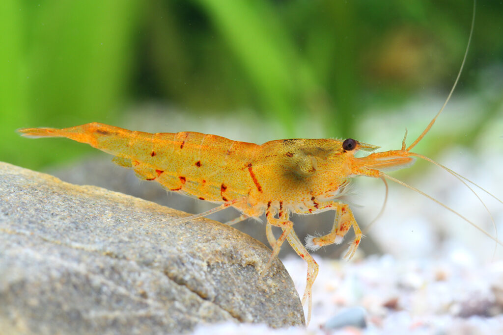 Tangerine tiger Caridina shrimp