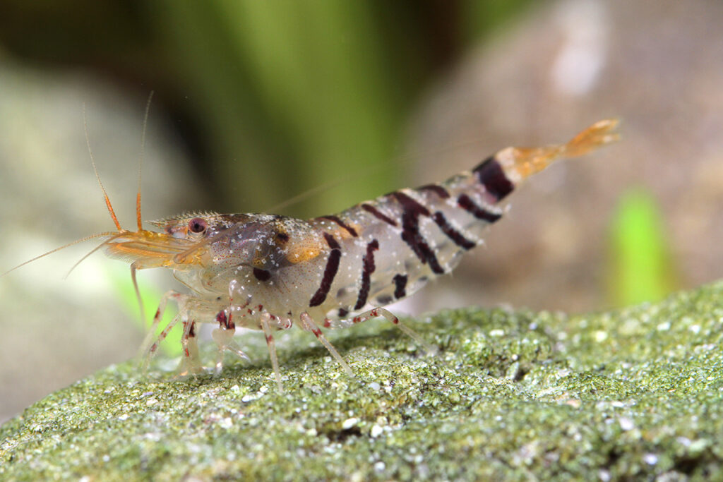 Blonde tiger shrimp (Caridina mariae "Tiger") underwater close-up.
