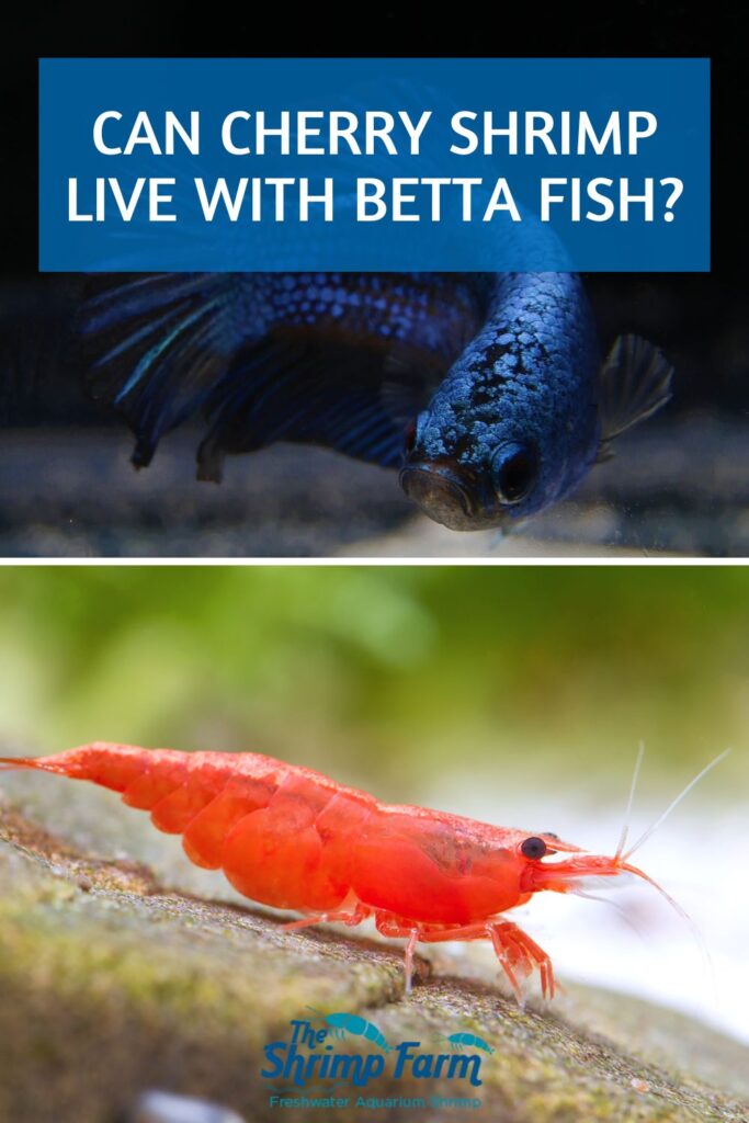 Split image with Betta fish (top) and red cherry shrimp (bottom)