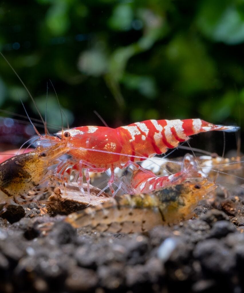 Different tiger dwarf shrimps look scramble together for eating food in fresh water aquarium tank with dark and green background. Main focus is on red fancy tiger shrimp.