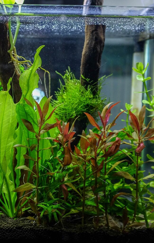 Aquatic plants in an aquarium.