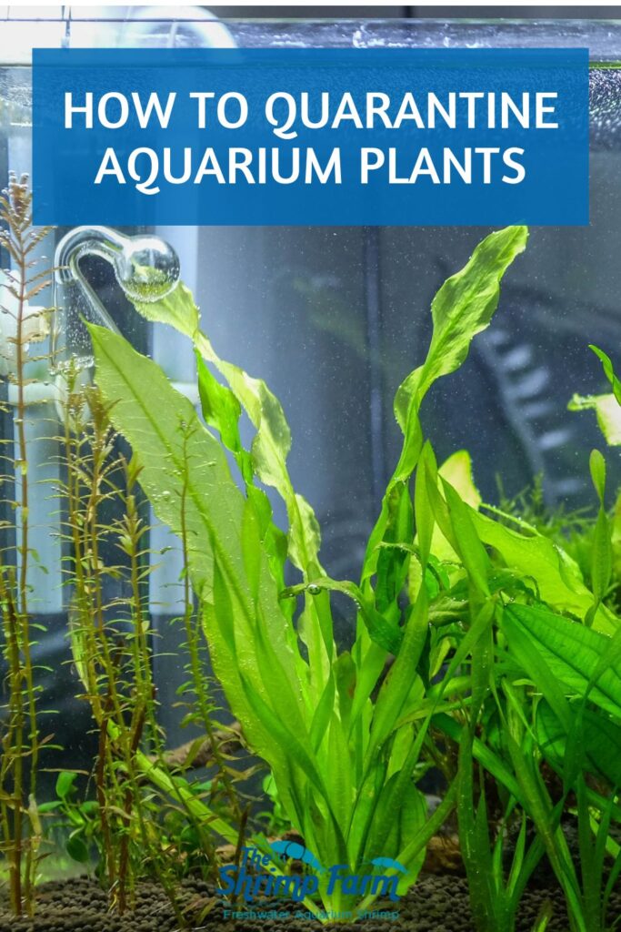 Aquarium with aquatic plants | Quarantining aquarium plants how-to